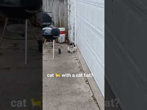 crazy street catssee all my videos #cat #kitty #kitten