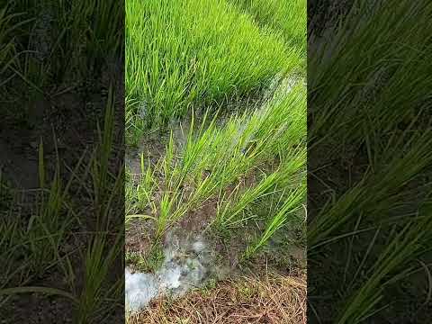 Irrigation in Rice Field #irrigation #rice #paddy