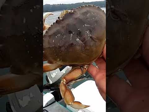 #saltwater #dungenesscrab #oregon #crabbing #oregoncoast #bay #newport #viralvideo #crab