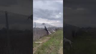 Aggressive Feral cat vs Hunting Dogs! #dogoargentino #belgiummalinois #mastiff