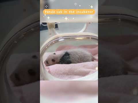 生まれたばかりのパンダを見たことがありますか👀   
See, panda cub in the incubator.