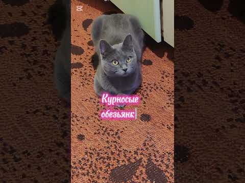 Какие попрошайки!🐱#нашамауси #домашнийпитомец #shorts