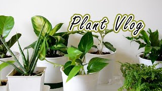 我與觀葉植物們─室內植栽的重要元素 Ⅰ #plantvlog 🌿I and foliage plants─Important elements of indoor planting, part 1