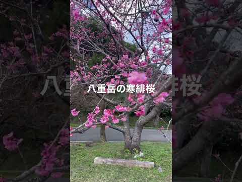 桜、はじめました