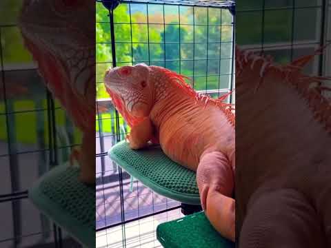 Dragon Lizard #dangerous #lizard family  #shorts #explore