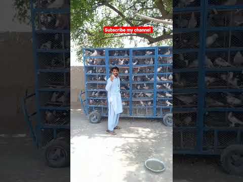 #pigeon #beautiful #kabootar #mostbeautiful #sadstatus #funnyshorts #bird #funnyvideos#shorts