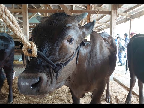 ワギューオークション　牛の市場と三次観光