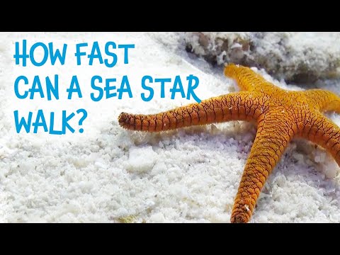 Great Barrier Reef - Meet the locals with Divers Den [Indian Sea Star]