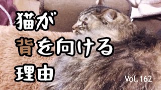 寂しくて、猫が背中を向ける理由を調べてみた