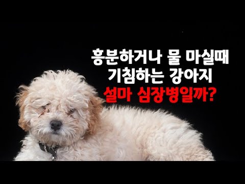 흥분하거나 물 마시면 기침하는 푸들 상담 - 수의학박사 닥터엠의 강아지 119