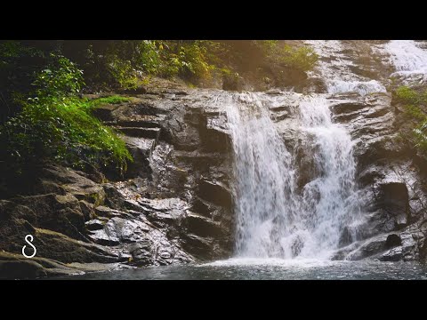 Rainforest Waterfall | 3 Hours | Nature Scenes