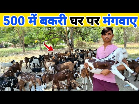 500₹ बकरी के बच्चे घर मंगवाए | Bakri kaha se kharide | Goat for sale