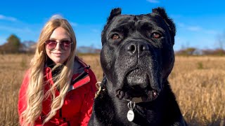 THE CANE CORSO - THIS GUY HAS THE FITTEST CANE CORSOS IN THE WORLD!