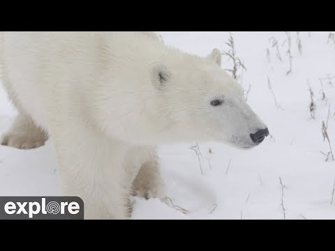 Cape East Camera - Churchill Cam, Wapusk National Park powered by EXPLORE.org