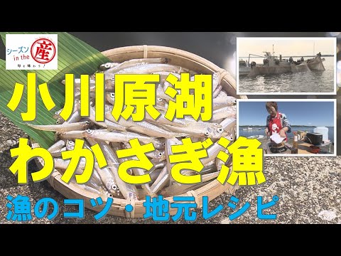 シーズンinthe産「小川原湖・わかさぎ」【漁のコツ・地元レシピ】Vol.88