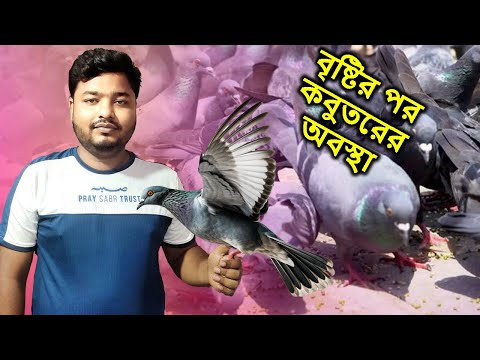 বৃষ্টির পর কবুতরের অবস্থা | Pigeon Condition After Rain | Mahid Dream Zoo