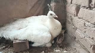 We Finally Hatched Baby Peachicks from our Peacocks,white peacocks