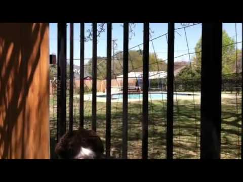 Badger watching ducks in swimming pool