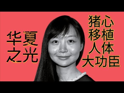 猪心移植人体大功臣原来是一名华裔女科学家！手术中的供体猪和一般猪有什么不同？除了转基因猪心，将来还会有什么器官，会从猪只移植到人体？为何猪会被选为捐赠器官的动物？