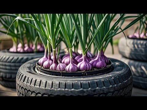 What Beginner Balcony Gardeners Need to Know ? TIPS&TRICKS GARDENING