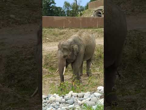 Elephant eats 😍 #elephant #elephants #wildlife #animals #elephantlove #nature #elephantsofinstagram