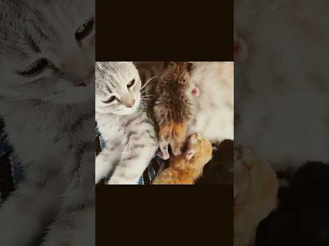 ママのミルクを飲む生後1日の子猫 One-day-old kittens drinking mama's milk