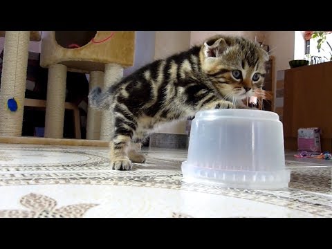 5 Scottish  kittens playing, meowing and eating | Generation " R" Stream