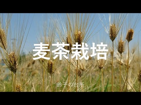 【Barley tea making】From barley cultivation / sowing to making barley tea