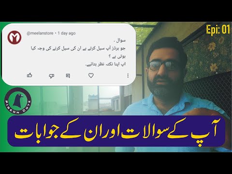 Breeder Pigeon Pairs Sale Kerne Ki Kia Waja Hoti Hai | By Waleed Alam |Pigeon Cote