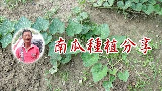 Pumpkin cultivation