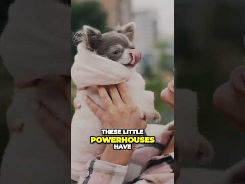 Pint Sized Powerhouse  Unleash the Energy and Charm of Chihuahuas!  #top10dogs #chihuahua