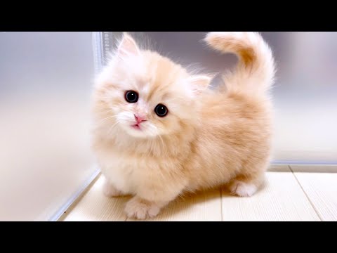 【マンチカンの子猫】イキって威嚇してくる子猫も可愛い件 ～猫のいる生活Vol.1032～出産動画 マンチカン短足・ミヌエット・ペルシャ猫専門ブリーダー『ペット蔵人』【子猫の成長記録】