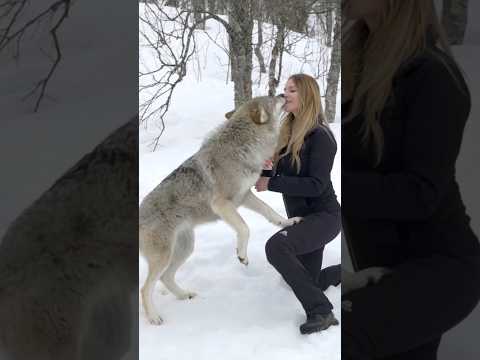 Wolves react to Woman after 4 years apart #wolf #wolves #wolfpack #reunion