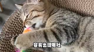 猫咪不能吃的人类食物