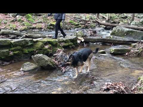 Ep142 More Waterfall at Black River! German Shepherd's Hiking Video Series Hiking with our Dog