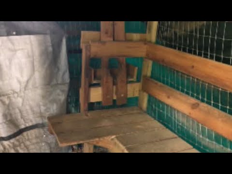 Before you Buy or Make a Goat Milking Stand | My Likes and Dislikes of our Goat Milking Stand