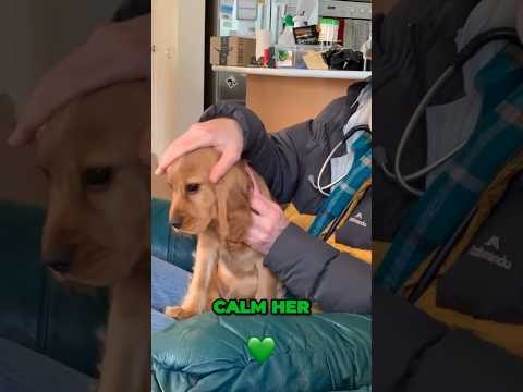 Calming a Nippy Puppy