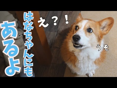 バレンタインに自分の分があると分かった瞬間の愛犬の反応がかわいい