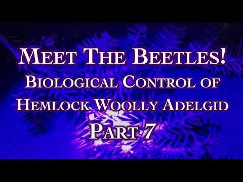 Meet The Beetles! Biological Control of Hemlock Woolly Adelgid Part 7