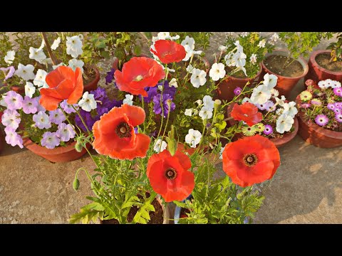 Beautiful Red Poppy Flowers #poppyflower