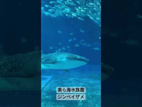 優雅に泳ぐジンベイザメ/美ら海水族館 #shorts #shark #whaleshark #沖縄 #沖縄旅行 #シニア夫婦旅