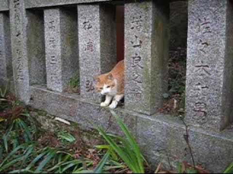 箱根神社の縁結びネコ？②