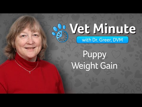 Vet Minute: Puppy Weight Gain