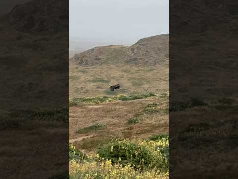 A Raven battling the strong winds at Point Reyes National Seashore in Marin County, California!