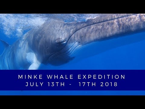 Minke Whale Expedition // Great Barrier Reef // July 13th - 17th 2018