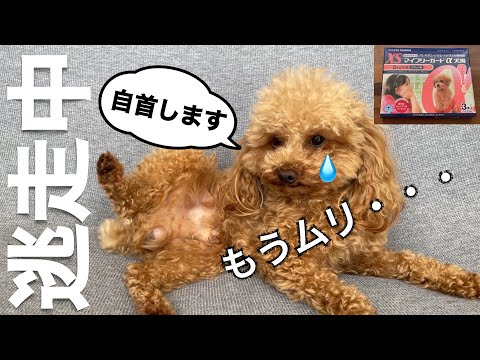 逃げることをあきらめ、自首することにした犬がこちら