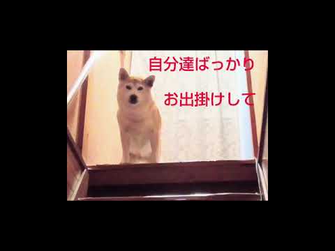 わたしの食事は？　柴犬アンちゃん