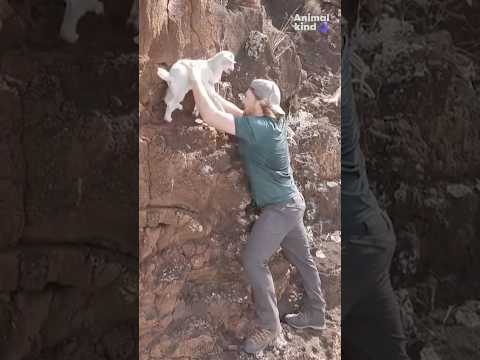 Stranded baby goat plucked from danger on a rocky cliff | Humankind #shorts #goodnews