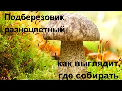 Подберезовик разноцветный. Как выглядит, где собирать ?