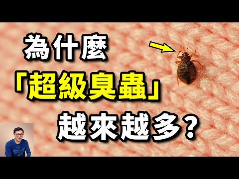 什麼是「超級臭蟲」？在你熟睡中吸血，對殺蟲劑有抗藥性，了解哪些防治措施真的有效【老肉雜談】 #動物 #昆蟲 #臭蟲 #床蟲 #床蝨